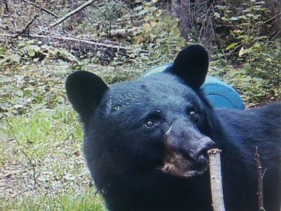 Maine Hunting and Recreational Timberland for Sale - image 36