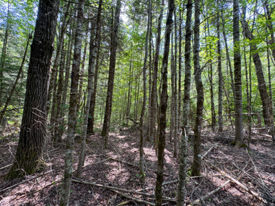 Maine Hunting and Recreational Timberland for Sale - image 19