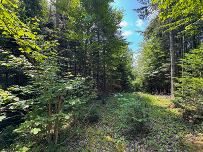 Maine Hunting and Recreational Timberland for Sale - image 16