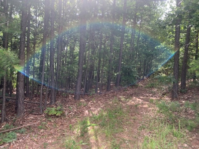 45-Acre Wooded Paradise Near Buffalo National River w/ Hwy Access - image 12