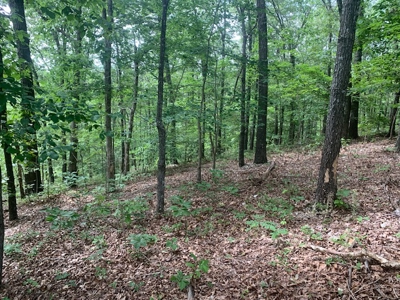 45-Acre Wooded Paradise Near Buffalo National River w/ Hwy Access - image 3