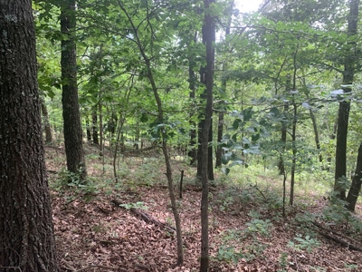 45-Acre Wooded Paradise Near Buffalo National River w/ Hwy Access - image 4