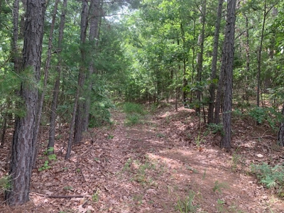 45-Acre Wooded Paradise Near Buffalo National River w/ Hwy Access - image 13
