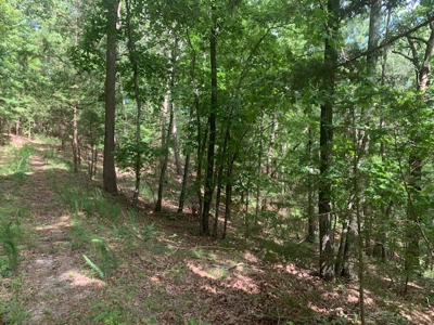 45-Acre Wooded Paradise Near Buffalo National River w/ Hwy Access - image 10