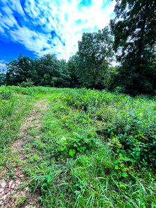 30 ACRE FARM FOR SALE IN RiPLEY COUNTY, MO W/ ADDITIONAL ACREAGE - image 3