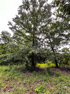30 ACRE FARM FOR SALE IN RiPLEY COUNTY, MO W/ ADDITIONAL ACREAGE - image 8
