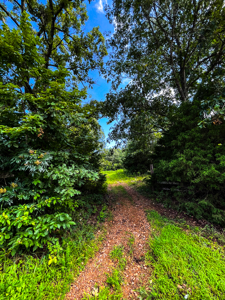 30 ACRE FARM FOR SALE IN RiPLEY COUNTY, MO W/ ADDITIONAL ACREAGE - image 11