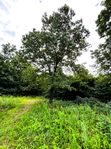 30 ACRE FARM FOR SALE IN RiPLEY COUNTY, MO W/ ADDITIONAL ACREAGE - image 5