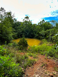 30 ACRE FARM FOR SALE IN RiPLEY COUNTY, MO W/ ADDITIONAL ACREAGE - image 10