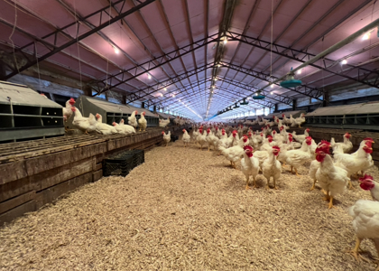 2 House Breeder Farm in Southwest Arkansas - image 23