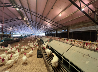 2 House Breeder Farm in Southwest Arkansas - image 17