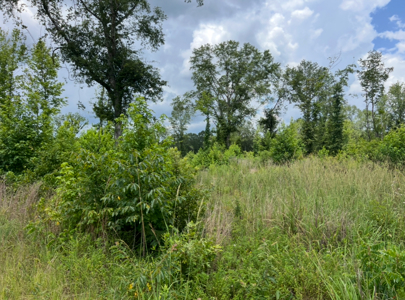 Vacant Land For Sale Ruston, Lousiana - Lot 2 - image 10
