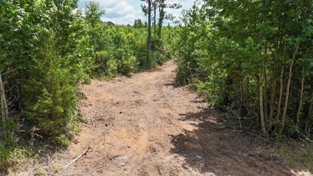 Small Hunting Tract FOR SALE in Amite County, MS - image 4