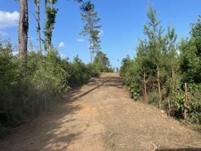 Small Hunting Tract FOR SALE in Amite County, MS - image 6