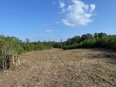 Small Hunting Tract FOR SALE in Amite County, MS - image 9