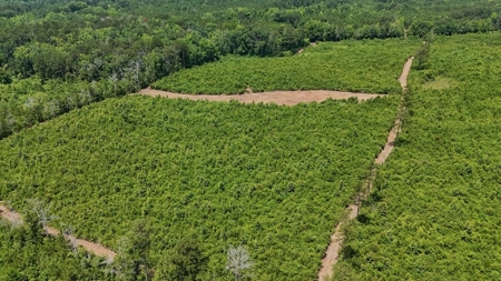 Small Hunting Tract FOR SALE in Amite County, MS - image 16