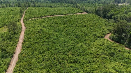 Small Hunting Tract FOR SALE in Amite County, MS - image 17