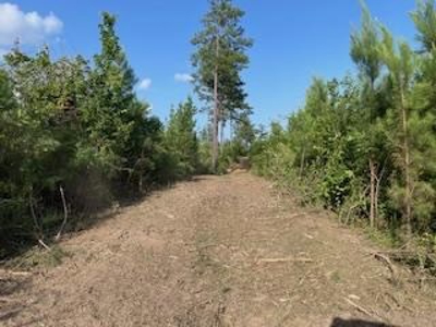 Small Hunting Tract FOR SALE in Amite County, MS - image 7