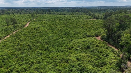 Small Hunting Tract FOR SALE in Amite County, MS - image 8