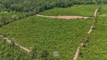 Small Hunting Tract FOR SALE in Amite County, MS - image 1