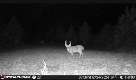Amite County Hunting Land - The Winding 41 - image 12