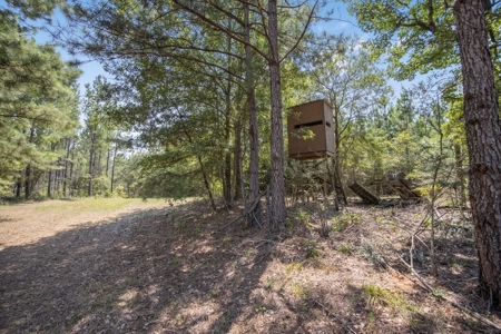 Amite County Hunting Land - The Winding 41 - image 5