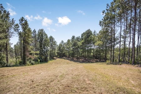 Amite County Hunting Land - The Winding 41 - image 4