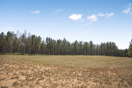 Amite County Hunting Land - The Winding 41 - image 3