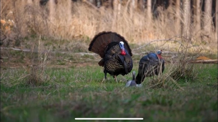 Amite County Hunting Land - The Winding 41 - image 19