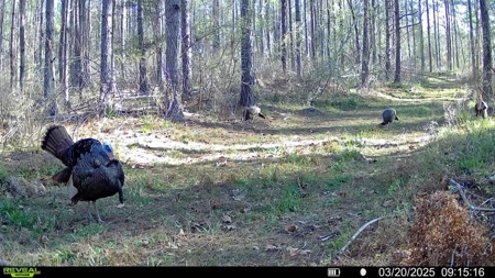 Amite County Hunting Land - The Winding 41 - image 14