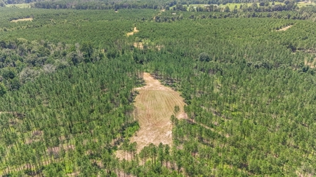 Amite County Hunting Land - The Winding 41 - image 9