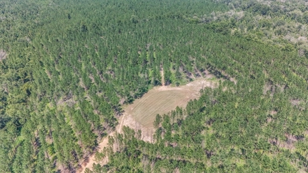 Amite County Hunting Land - The Winding 41 - image 8