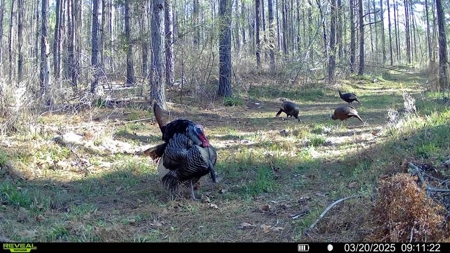Amite County Hunting Land - The Winding 41 - image 13