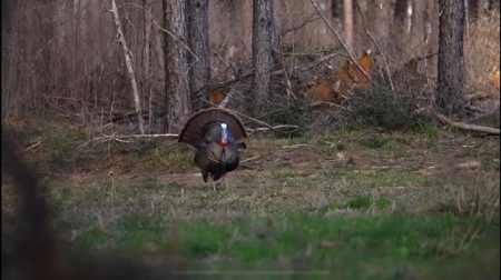 Amite County Hunting Land - The Winding 41 - image 18