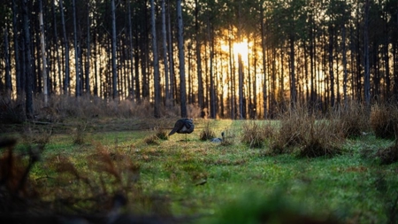 Amite County Hunting Land - The Winding 41 - image 21