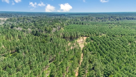 Amite County Hunting Land - The Winding 41 - image 10