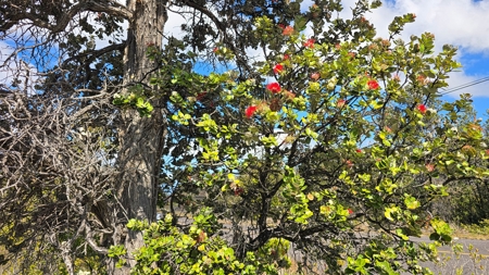 Turnkey 3BD Hawai‘i Home w/Ocean Views, Lanai, Garage & Vaulted C - image 40