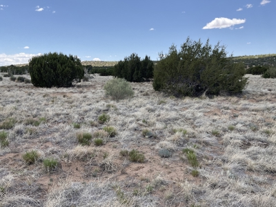 White Mountains of Arizona Land for Sale Near Show Low AZ - image 3