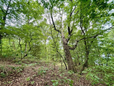 Lakefront lot in Horseshoe Bend, AR for sale - image 18