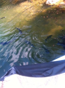 Lakefront lot in Horseshoe Bend, AR for sale - image 37