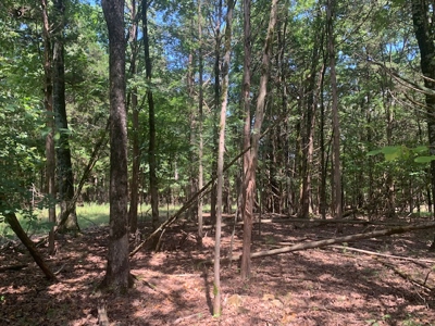 Acreage Overlooking Bull Shoals Lake - image 6