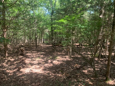 Acreage Overlooking Bull Shoals Lake - image 10