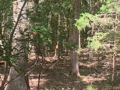 Acreage Overlooking Bull Shoals Lake - image 12