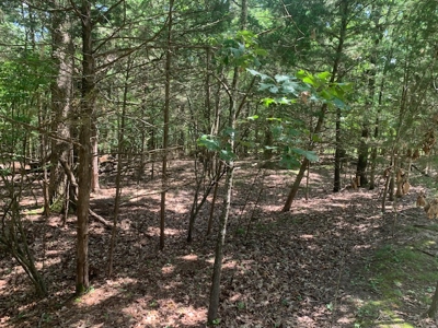 Acreage Overlooking Bull Shoals Lake - image 11