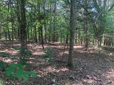 Acreage Overlooking Bull Shoals Lake - image 14