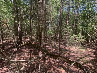 Acreage Overlooking Bull Shoals Lake - image 7