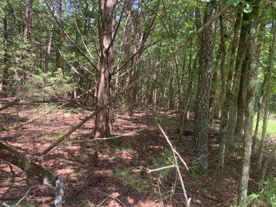 Acreage Overlooking Bull Shoals Lake - image 8