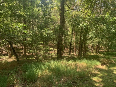 Acreage Overlooking Bull Shoals Lake - image 26