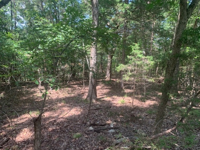 Acreage Overlooking Bull Shoals Lake - image 15