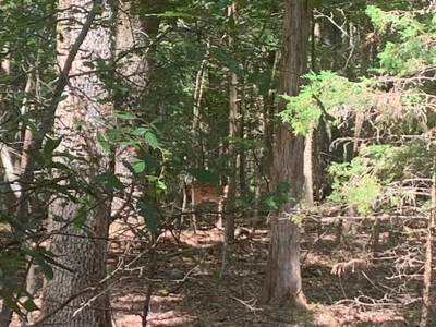 Acreage Overlooking Bull Shoals Lake - image 13